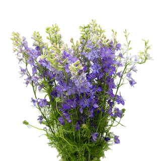 Larkspur purple - 120 Stems Purple flowers - fresh-cut flowers by Bloomingmore - ideal for weddings and floral events