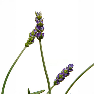 Lavender plant with purple flowers on a white background
