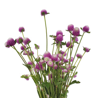 Lavender Gomphrena Lavender flowers - fresh-cut flowers by Bloomingmore - ideal for weddings and floral events