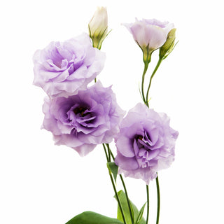 Lavender Lisianthus Lavender flowers - fresh-cut flowers by Bloomingmore - ideal for weddings and floral events