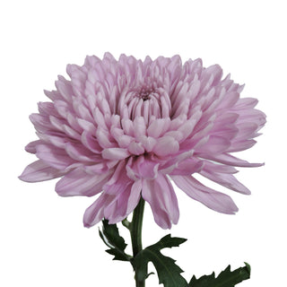 Pink lavender football mum with green stem on a white background