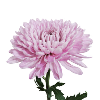 Lavender Natural Football Mums