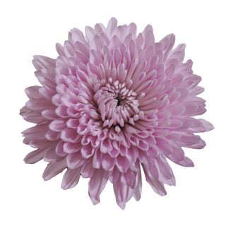 Pink lavender football mum on a white background
