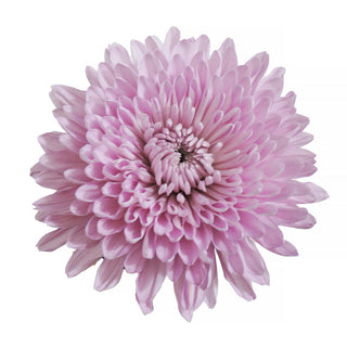 Lavender Natural Football Mums