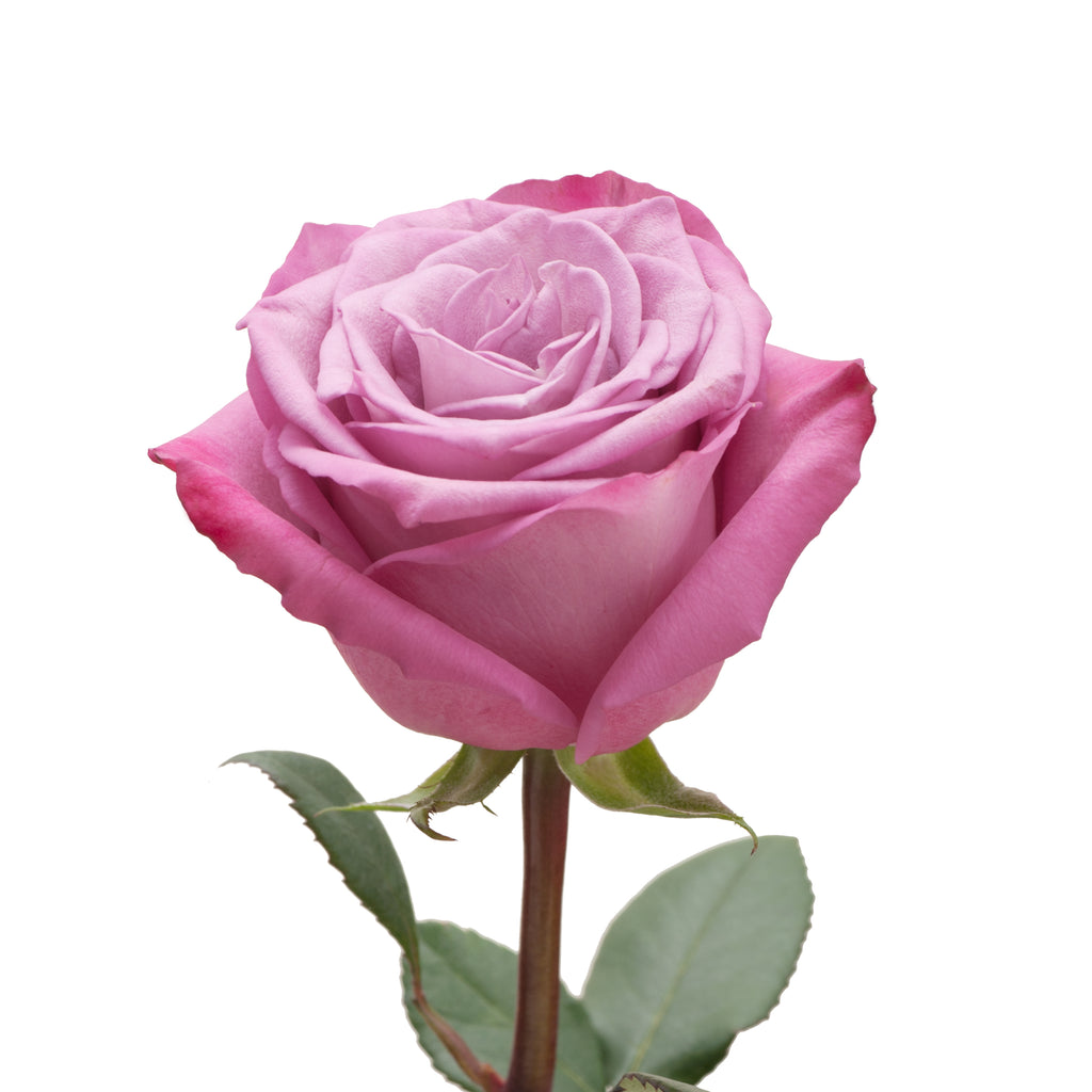 lavender roses – Bloomingmore