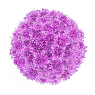Lavender Tinted Pompom Cushion Lavender flowers - fresh-cut flowers by Bloomingmore - ideal for weddings and floral events