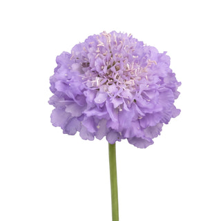 Lavender scoop Scabiosa