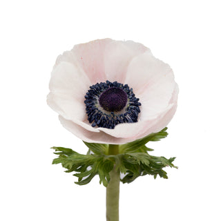 Light Pink Anemones