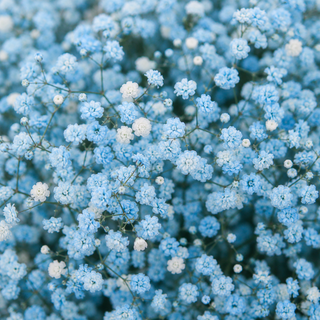 Gypsophila Garland - Painted Light Blue