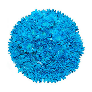 Light Blue Tinted Pompom Cushion Green flowers - fresh-cut flowers by Bloomingmore - ideal for weddings and floral events