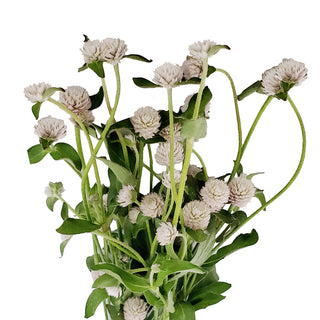 Light Pink Gomphrena Pink flowers - fresh-cut flowers by Bloomingmore - ideal for weddings and floral events