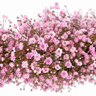 Gypsophila Garland - Painted Light Pink