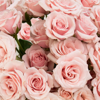 Light Pink Spray Roses Yellow roses - fresh-cut roses by Bloomingmore - ideal for weddings and floral events