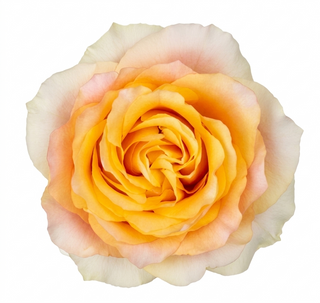 Close-up of a peach-colored yellow light spirit garden rose on a white background