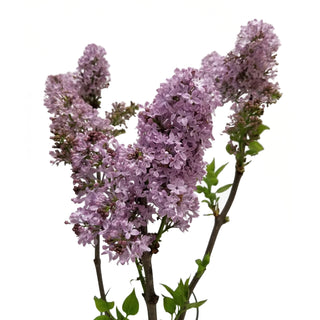 Lilac Purple flowers - fresh-cut flowers by Bloomingmore - ideal for weddings and floral events