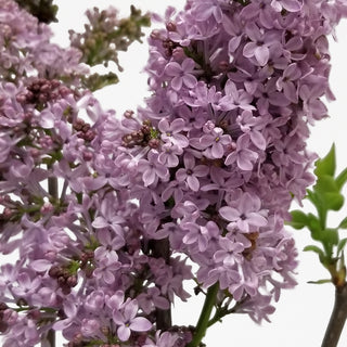 Lilac Purple flowers - fresh-cut flowers by Bloomingmore - ideal for weddings and floral events