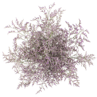 A dense cluster of delicate light purple lavender sprigs on thin branching stems, isolated on a plain white background.
