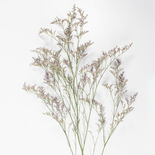 A bundle of limonium with fine green stems and small pale purple-lilac flower clusters, photographed against a plain white background.