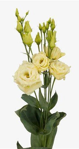 Yellow Lisianthus