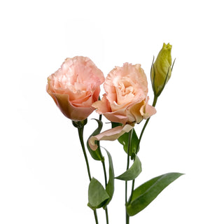 Peach Lisianthus