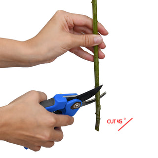 Pink Misty Hybrid Pink flowers - fresh-cut flowers by Bloomingmore - ideal for weddings and floral events