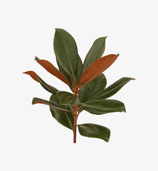 Magnolia Tips Green flowers - fresh-cut flowers by Bloomingmore - ideal for weddings and floral events