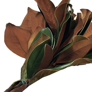 Magnolia Tips Green flowers - fresh-cut flowers by Bloomingmore - ideal for weddings and floral events