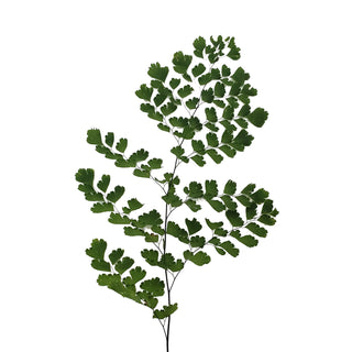 Maidenhair Fern Green flowers - fresh-cut flowers by Bloomingmore - ideal for weddings and floral events
