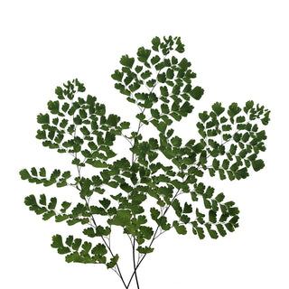 Maidenhair Fern Green flowers - fresh-cut flowers by Bloomingmore - ideal for weddings and floral events