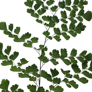 Maidenhair Fern Green flowers - fresh-cut flowers by Bloomingmore - ideal for weddings and floral events