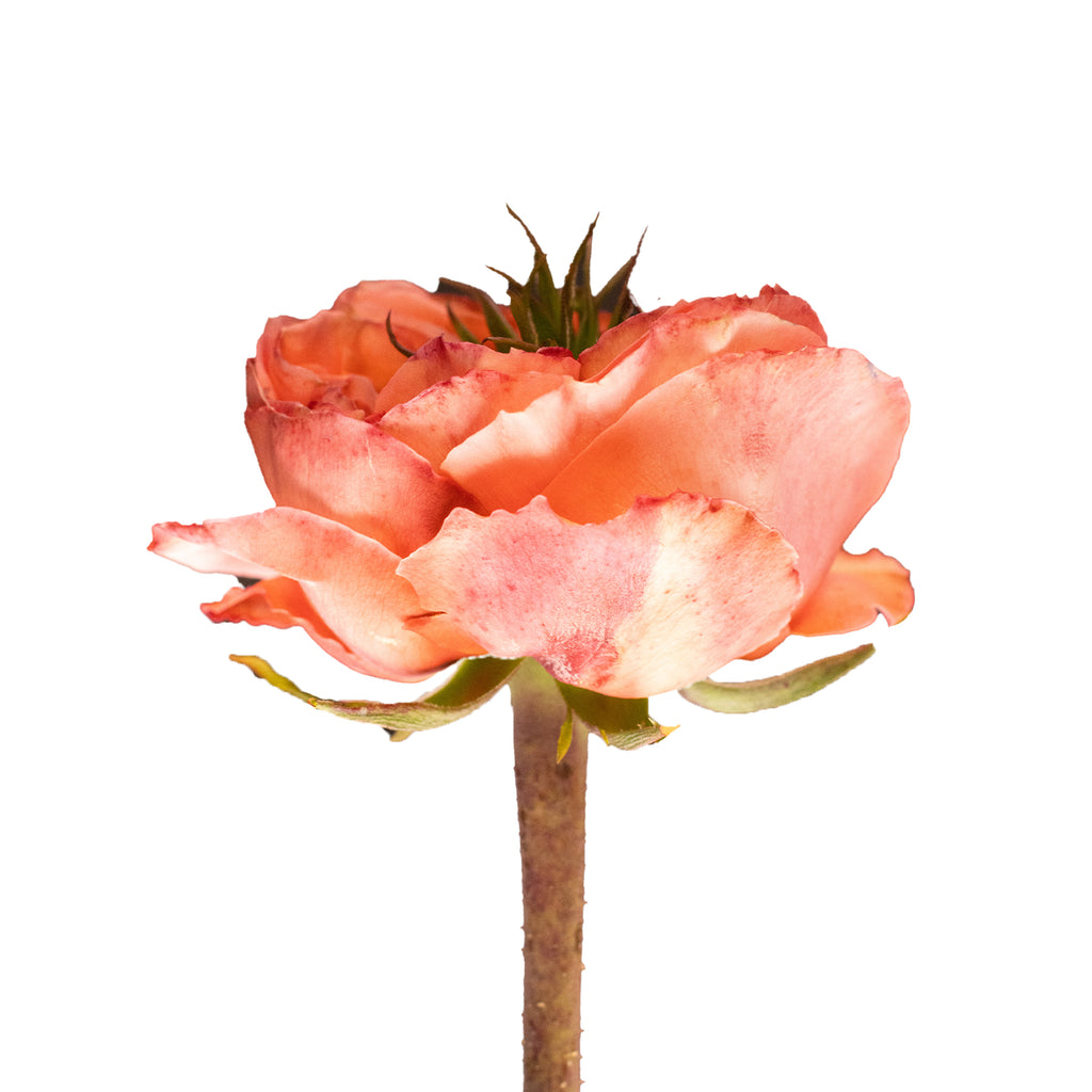 Mandarin_Expression_Roses_Bloomingmore_A.jpg?v=1760979260&width=1024