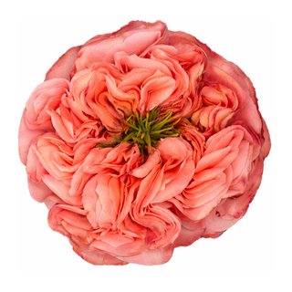 Mandarin X-Pression, Garden Rose