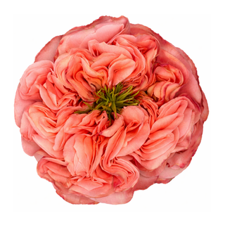 Close-up of a pink mandarin xpression expression garden rose on a white background