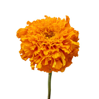 Marigold Orange Orange flowers - fresh-cut flowers by Bloomingmore - ideal for weddings and floral events