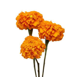 Marigold Orange Orange flowers - fresh-cut flowers by Bloomingmore - ideal for weddings and floral events