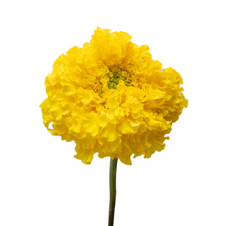 Marigold Yellow Yellow flowers - fresh-cut flowers by Bloomingmore - ideal for weddings and floral events