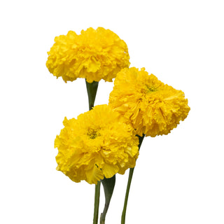 Marigold Yellow Yellow flowers - fresh-cut flowers by Bloomingmore - ideal for weddings and floral events