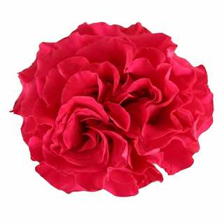 Mayra Hot Pink Garden Rose