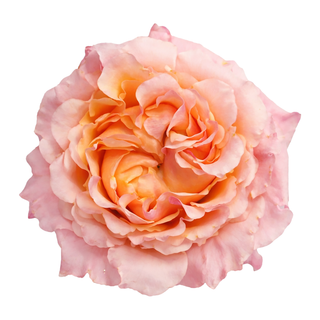 Mayra Peach Garden Rose