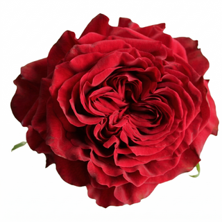 Mayra Red Garden Rose