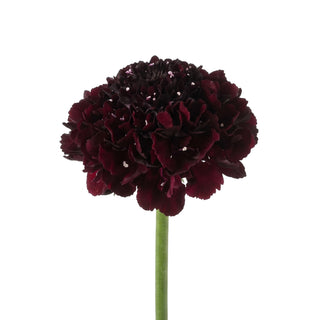 Merlot BonBon Scabiosa