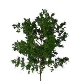 Ming Fern Green flowers - fresh-cut flowers by Bloomingmore - ideal for weddings and floral events