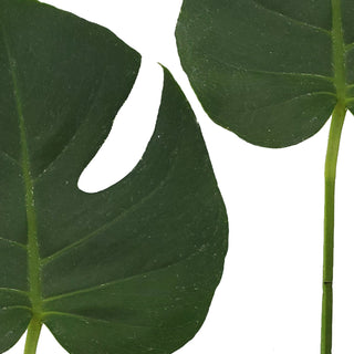 Monstera Leaves  Mini Green flowers - fresh-cut flowers by Bloomingmore - ideal for weddings and floral events