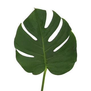 Monstera Leaves Small Green flowers - fresh-cut flowers by Bloomingmore - ideal for weddings and floral events