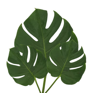 Monstera Leaves Small Green flowers - fresh-cut flowers by Bloomingmore - ideal for weddings and floral events