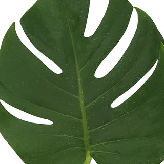 Monstera Leaves Small Green flowers - fresh-cut flowers by Bloomingmore - ideal for weddings and floral events