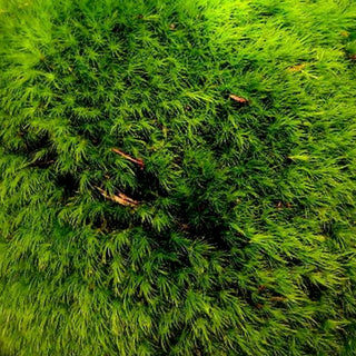 Mood Moss Green flowers - fresh-cut flowers by Bloomingmore - ideal for weddings and floral events