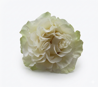 Moonstone Garden Rose