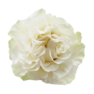 Moonstone Garden Rose