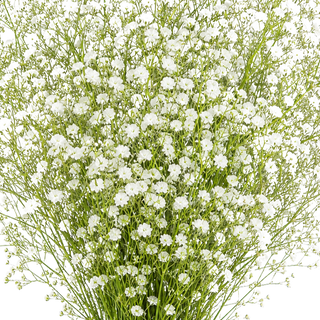 Gypsophila Garland